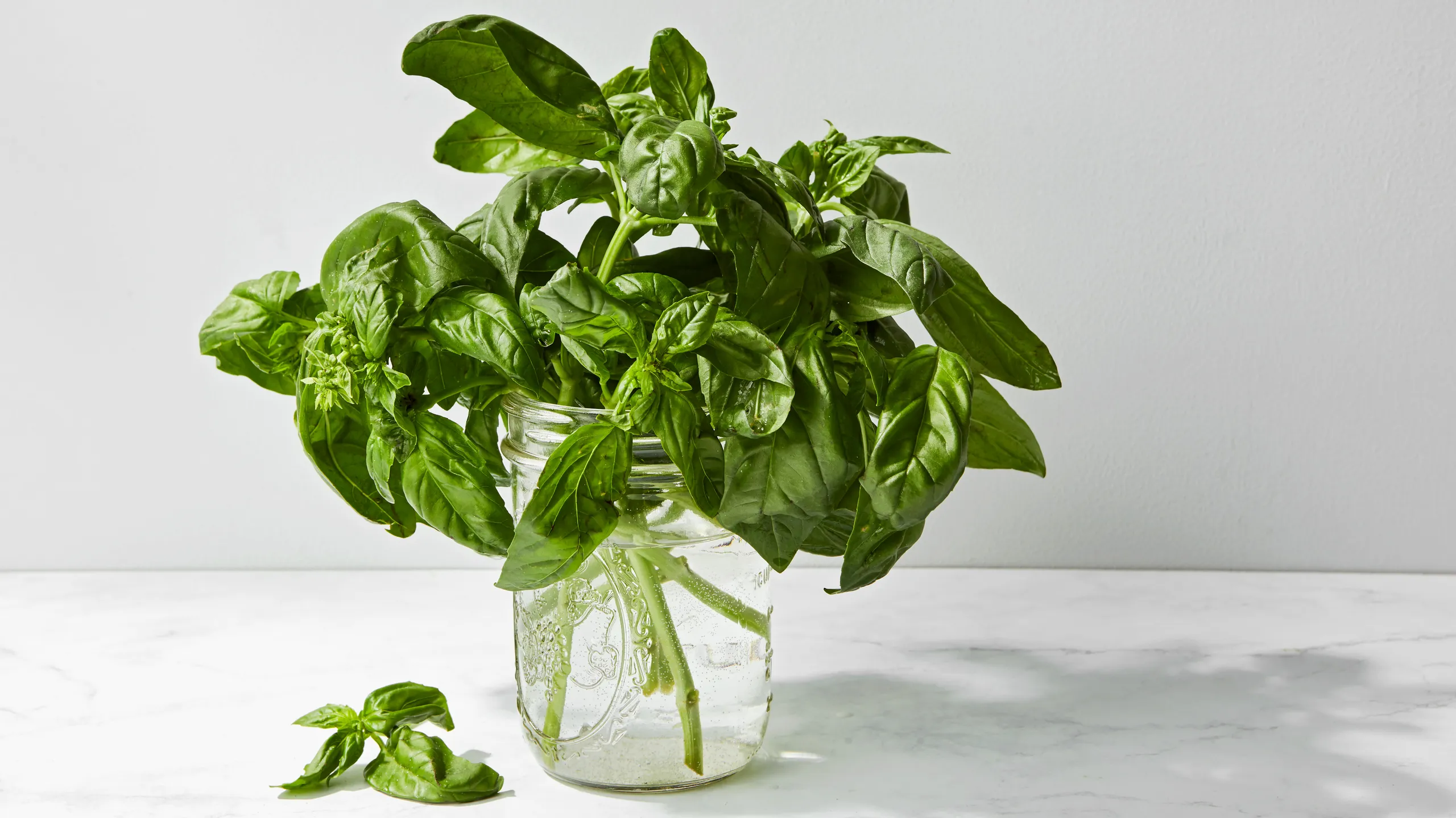 A bunch of fresh basil standing upright in a glass jar with water on a kitchen countertop, loosely covered with a clear bag